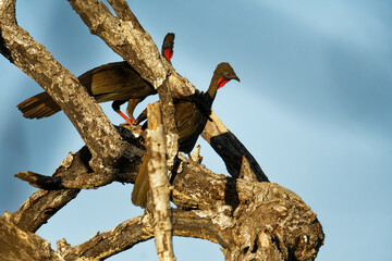 Crested guan - Penelope purpurascens black crested bird,  ancient group of birds of Cracidae, found in the Neotropics, lowlands forests from Mexico and the Yucatan Peninsula to Ecuador and Venezuela