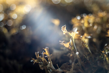 glare, bokeh on drops in the grass