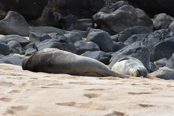 Endangered Hawaiian Monk Seal on Ho'okipa Beach, Maui, Hawaii