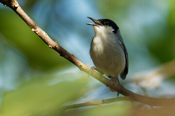 Black-capped Gnatcatcher - Polioptila nigriceps, bird is blue-grey on the upperparts with white underparts, long slender bill and a long black tail with white outer tailbands on the uppertail