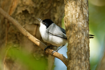 Black-capped Gnatcatcher - Polioptila nigriceps, bird is blue-grey on the upperparts with white underparts, long slender bill and a long black tail with white outer tailbands on the uppertail