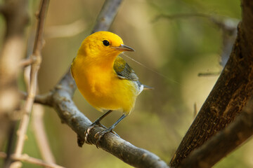 Prothonotary warbler - Protonotaria citrea small yellow songbird of the New World warbler family,...
