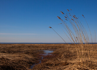 Obraz premium Close up view of colorful reed at spring time. Blue sky and yellow swamp background.