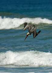 Brown pelican - Pelecanus occidentalis big bird of the pelican family, Pelecanidae, feed and hunt by diving into water. Flying and fishing, kamikaze to the water from the flight, blue sea and waves