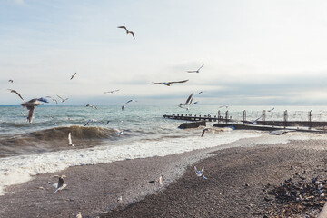 Flock of pigeons and seagulls on sea embankment. Flying birds upon rocky beach. Yalta, Crimea.