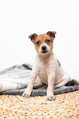 Jack Russell terrier mix puppy dog