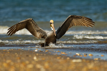 Brown pelican - Pelecanus occidentalis big bird of the pelican family, Pelecanidae, feed and hunt by diving into water. Flying and fishing, kamikaze to the water from the flight, blue sea and waves
