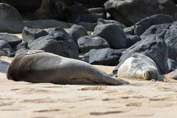 Endangered Hawaiian Monk Seal on Ho'okipa Beach, Maui, Hawaii