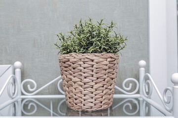 Close up interesting plant standing in a wicker basket on a glass table in a bright room