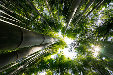 Bamboo forest 