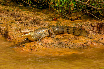 Caiman on Rio Frio, in the Cano Negro Wildlife Refuge, Costa Rica