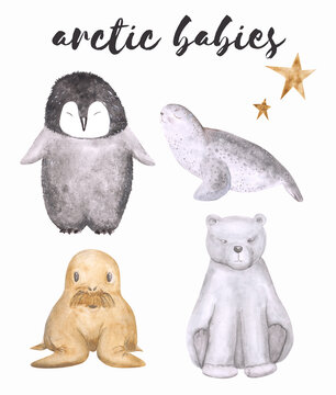 Watercolor baby penguin, seal, walrus, polar bear, and stars isolated on a white background. Antarctic animals for your design. Cute illustration of arctic babies.