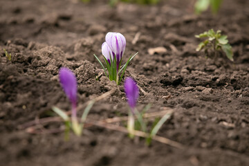 Shining purple crocuses. Purple Crocus Flowers In Field