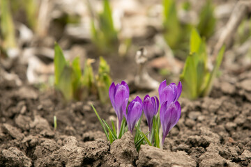 Shining purple crocuses. Purple Crocus Flowers In Field