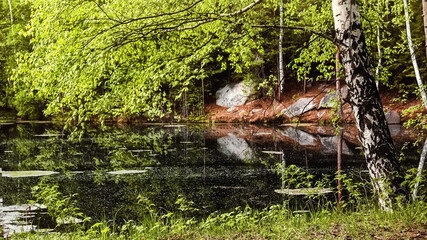 beautiful pond in the forest over which birch is bent, summer, green forest