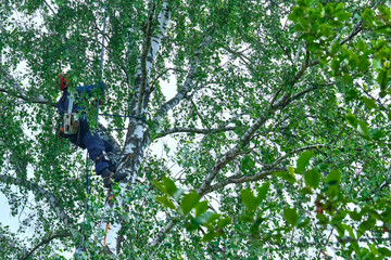 russia 2020. An arborist cutting a tree with a chainsaw. color