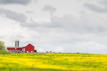 Fototapeta na wymiar Red farm barn in the middle of a yellow field of flowers