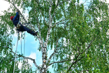 russia 2020. An arborist cutting a tree with a chainsaw. color