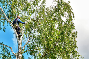 russia 2020. An arborist cutting a tree with a chainsaw. color