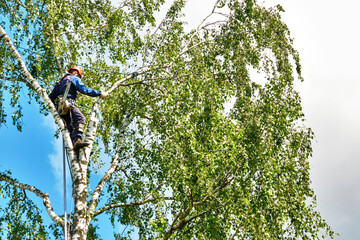 russia 2020. An arborist cutting a tree with a chainsaw. color