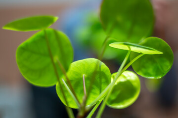 Round green leaves of a house plant being backlit