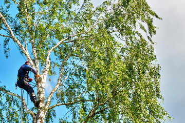 russia 2020. An arborist cutting a tree with a chainsaw. color