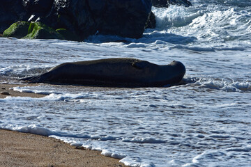 Endangered Hawaiian Monk Seal on Ho'okipa Beach on the North Shore of Maui, Hawaii