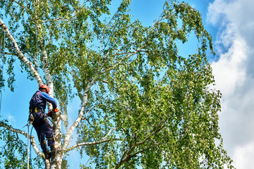 russia 2020. An arborist cutting a tree with a chainsaw. color