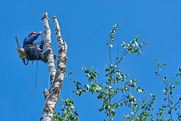 russia 2020. An arborist cutting a tree with a chainsaw. color