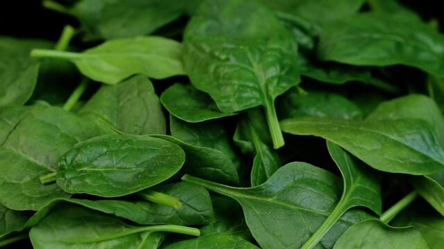 Fresh spinach with rotating on black background. Close up macro video.