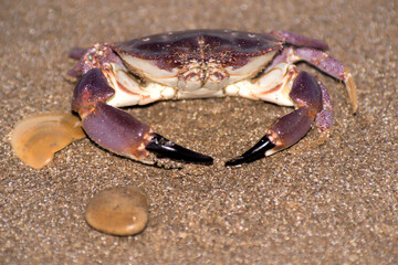 Crab on the sand in the beach   