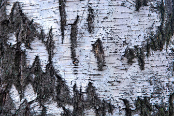 bark of a tree