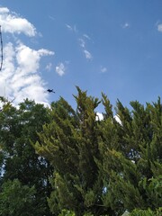 El Pájaro vio el cielo y se voló