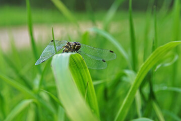 a large dragonfly sits on a blade of grass