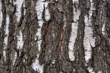 bark of a tree