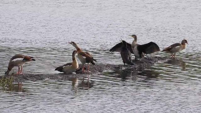 Kormoran und Nilgans