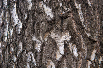 tree bark background