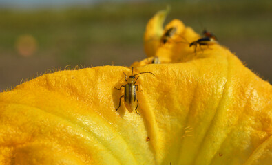 On the plant Western corn beetle