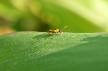 On the plant Western corn beetle