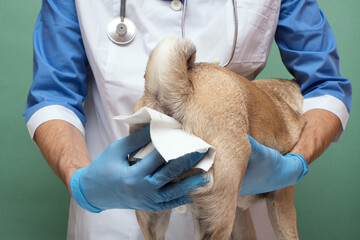 Veterinarians clean the paraanal glands of a dog in a veterinary clinic. A necessary procedure for...