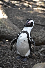 Fototapeta premium penguin on the rocks