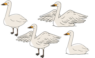 オオハクチョウ