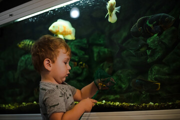 Little boy near the aquarium. The child looks at the fish through the glass.