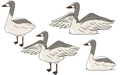 オオハクチョウ　幼鳥