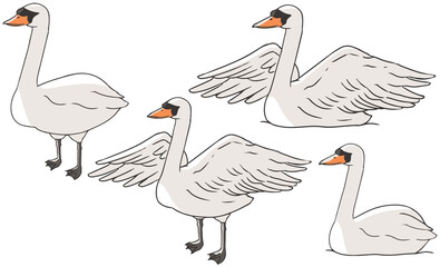 コブハクチョウ