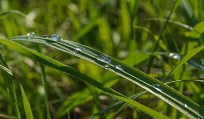 summer landscape with large dewdrops on a blade of grass