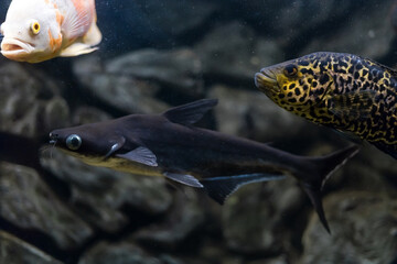 Managuense cichlid or Jaguar (Parachromis managuensis). Large cichlids in the aquarium.