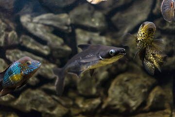 Striped catfish, Iridescent shark (Pangasianodon hypophthalmus) is heavily cultivated for food under the common name swai or Pangasius