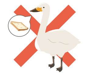 オオハクチョウ　餌やり禁止(線無し)