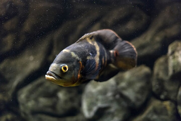 stronotus cichlid or an Oscar. Fish from the Amazon basin. Aquariums as a hobby. Astronotus brindle...
